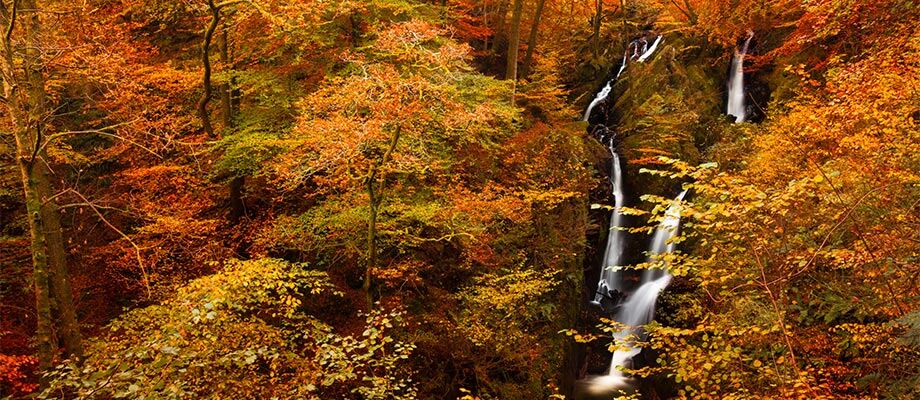 Fall foliage