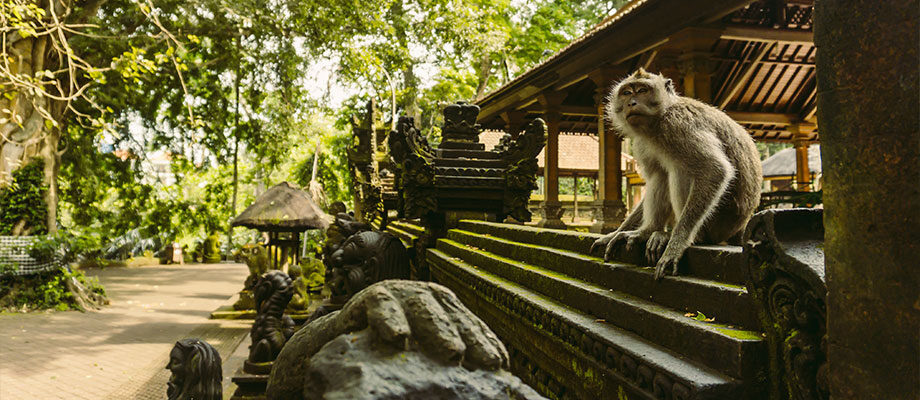 monkey looking at the camera