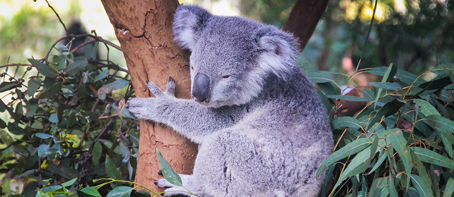 koala perched on a tree trunk