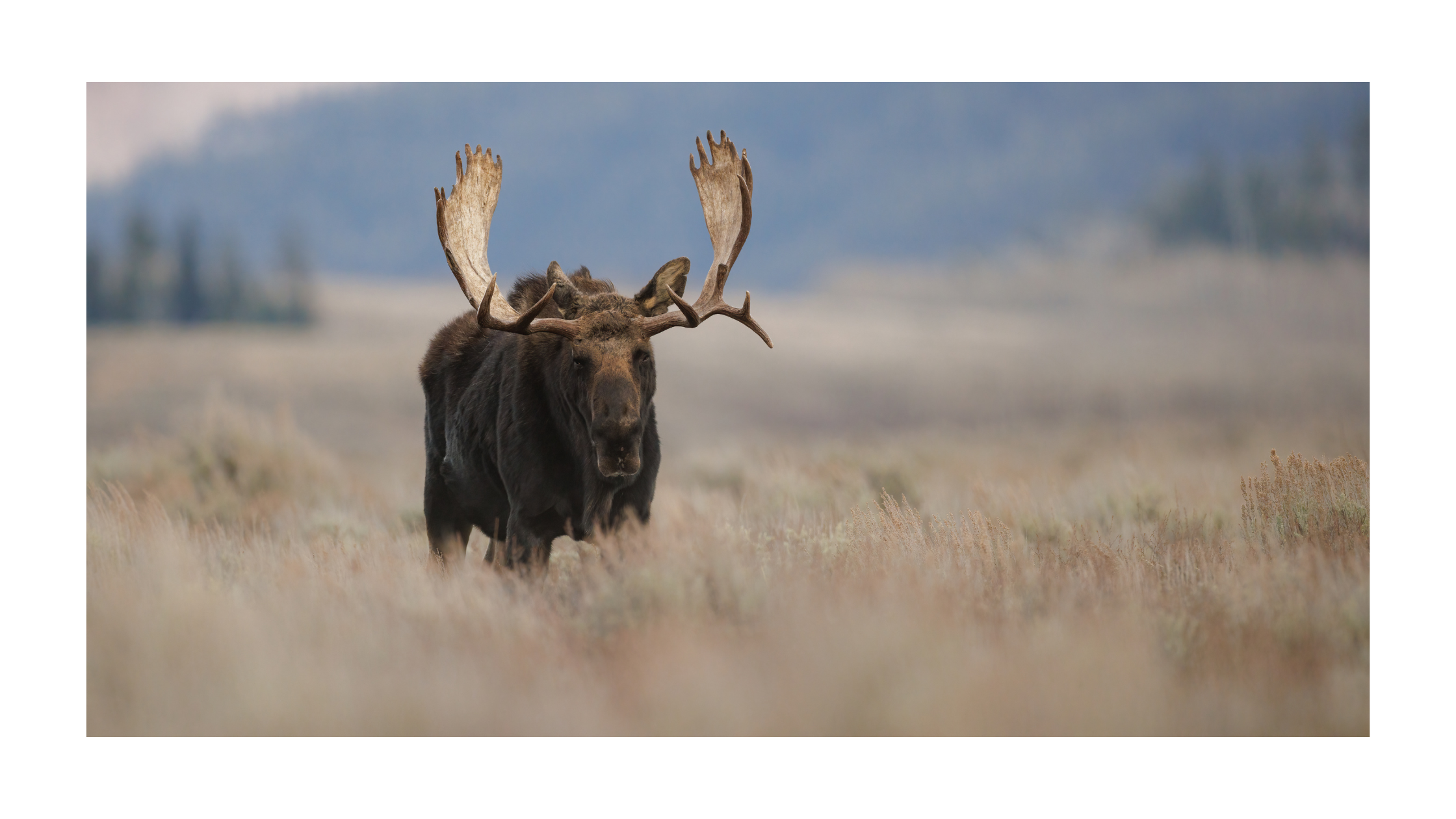 wild animal at National Park