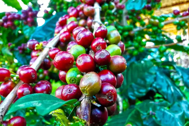 coffee