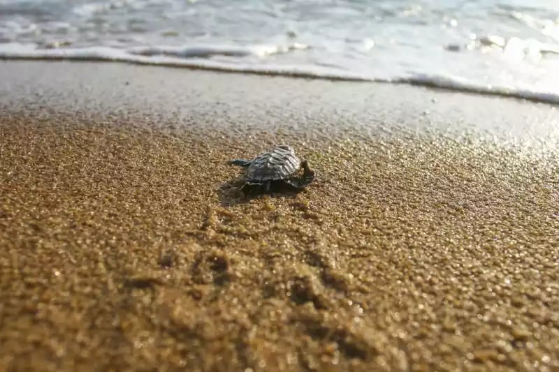 baby turtle