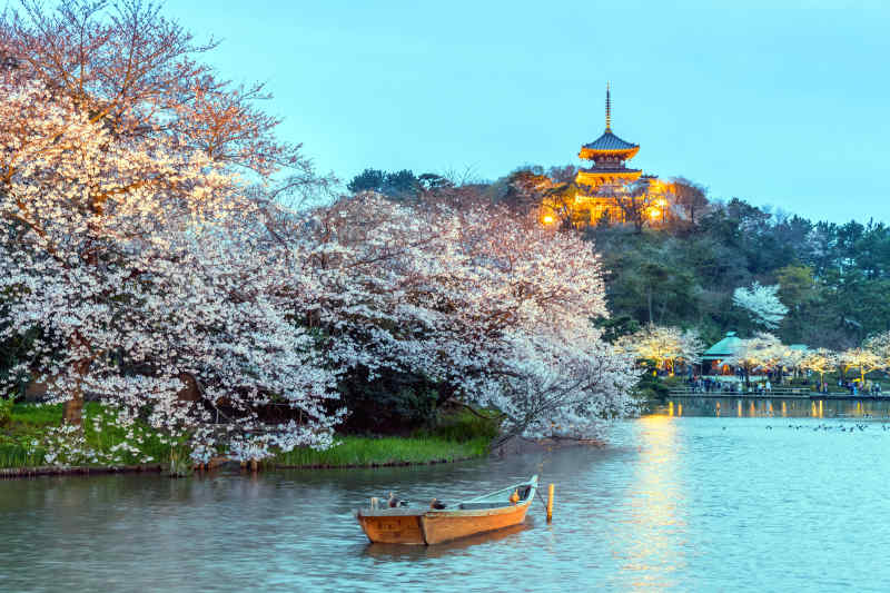 boat and cherry blossoms