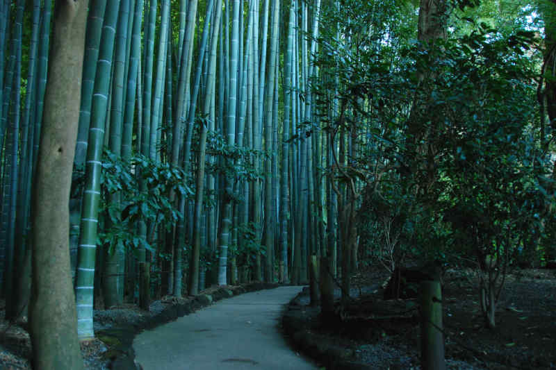 Bamboo trees