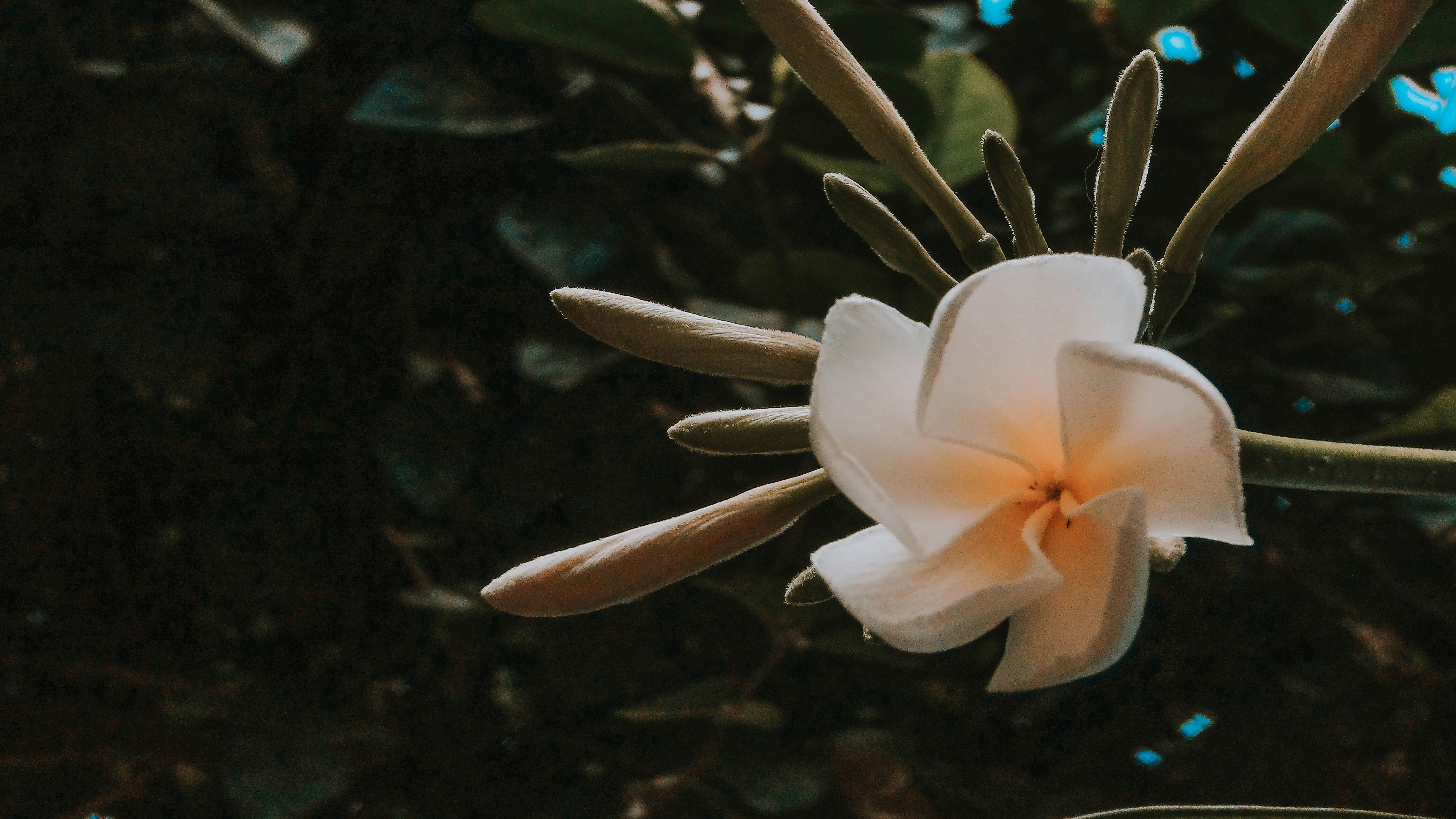 wander-fleur-4joqQrNloQM-unsplash
